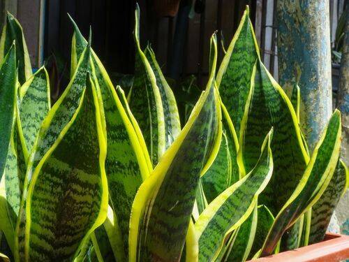 Jak uprawiać zdrowe rośliny sansewierii: Przewodnik krok po kroku